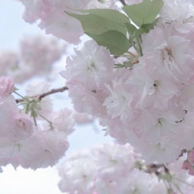 怀化福瑞交流群